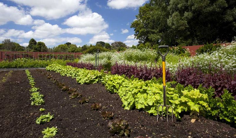 Que Planter Dans Son Potager Quand Planter Des L Gumes Dans Son Jardin