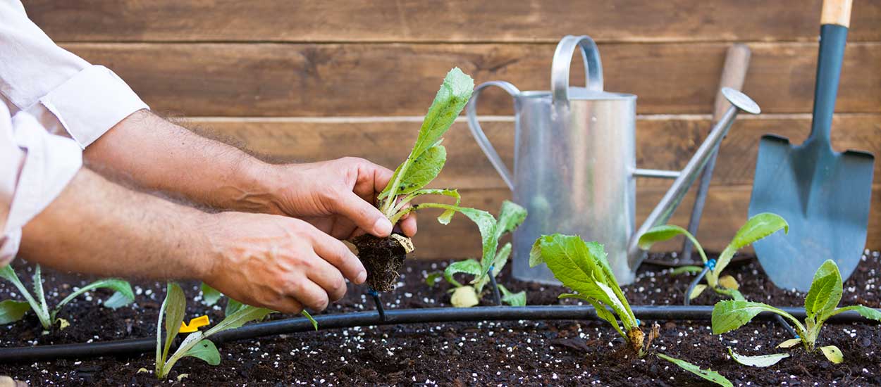 Jardiner Au Potager En Avril Quels L Gumes Semer Et Planter