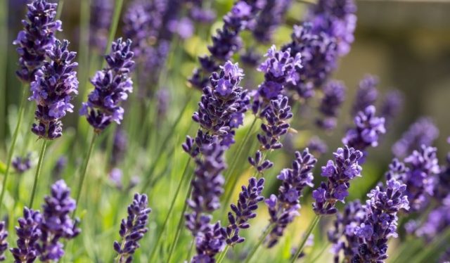 12 plantes odorantes à adopter pour créer un jardin parfumé