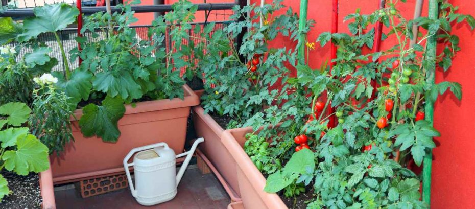 légumes à faire pousser en pot ou jardinière sur votre balcon