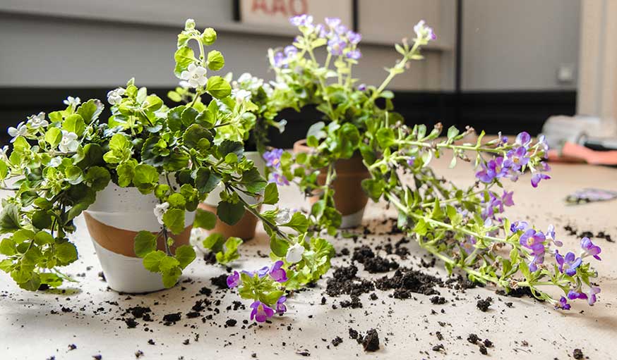 Comment se débarrasser des moucherons du terreau qui envahissent les  plantes vertes ?