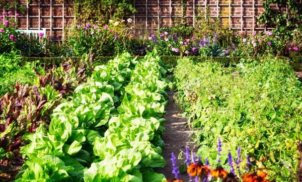 Comment créer un potager en permaculture ?