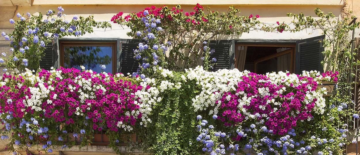Quelles plantes choisir pour cacher son balcon de la vue des voisins -  Plantes qui cachent le balcon 