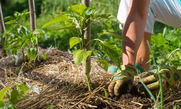 23 idées pour pailler votre jardin et économiser l'eau