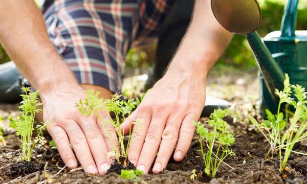 Oasis Citadine : ce jardinier passionné va faire découvrir la permaculture aux urbains