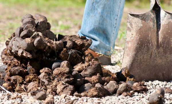 Chauffage écolo : et si on se mettait au crottin de cheval ?