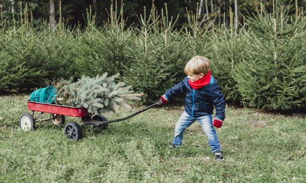 Petit guide pour (bien) choisir votre sapin de Noël