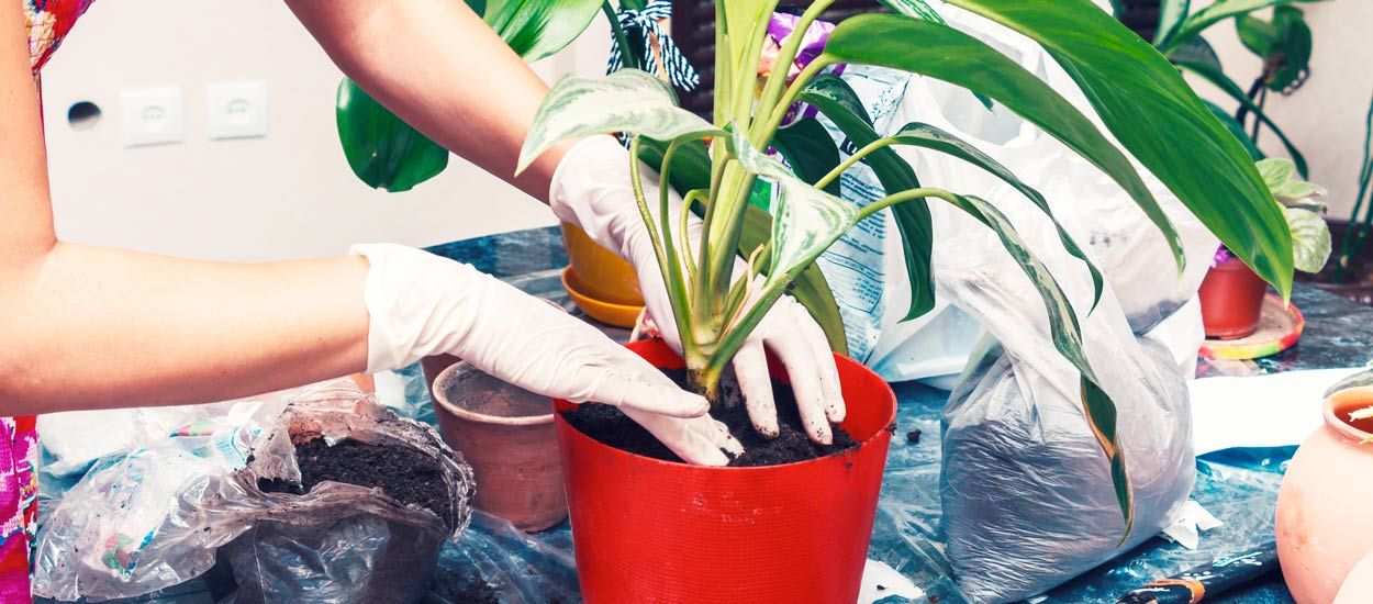 Comment sortir vos plantes d'intérieur - Jardinier paresseux
