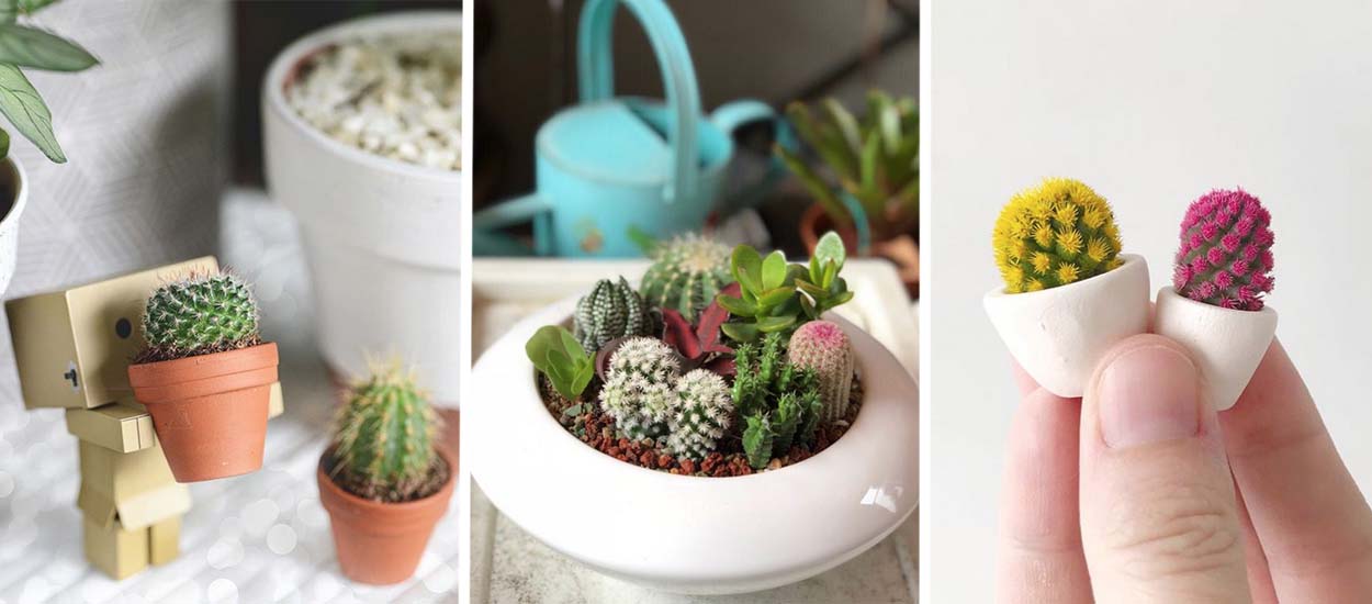 Cactus : 15 idées pour les adopter dans votre déco intérieure