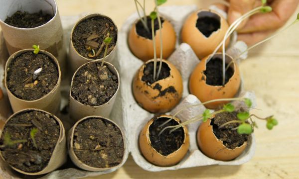 Faire des semis en utilisant des coquilles d'œufs comme godet