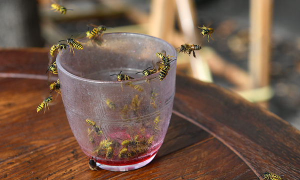 7 conseils pour éloigner naturellement les guêpes à table !