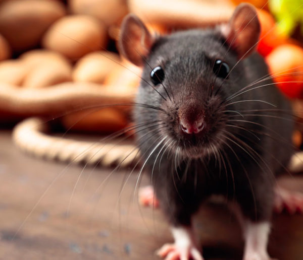 Comment se débarrasser des souris ? Les 8 trucs et astuces !