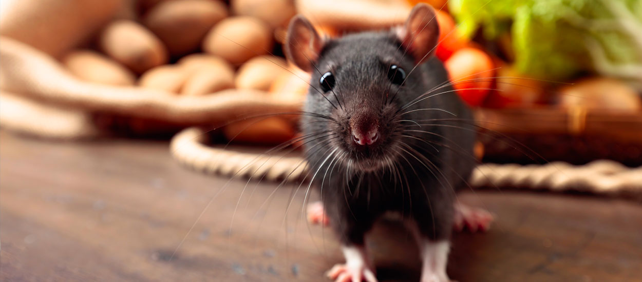 Répulsifs naturels pour souris : vos meilleures options
