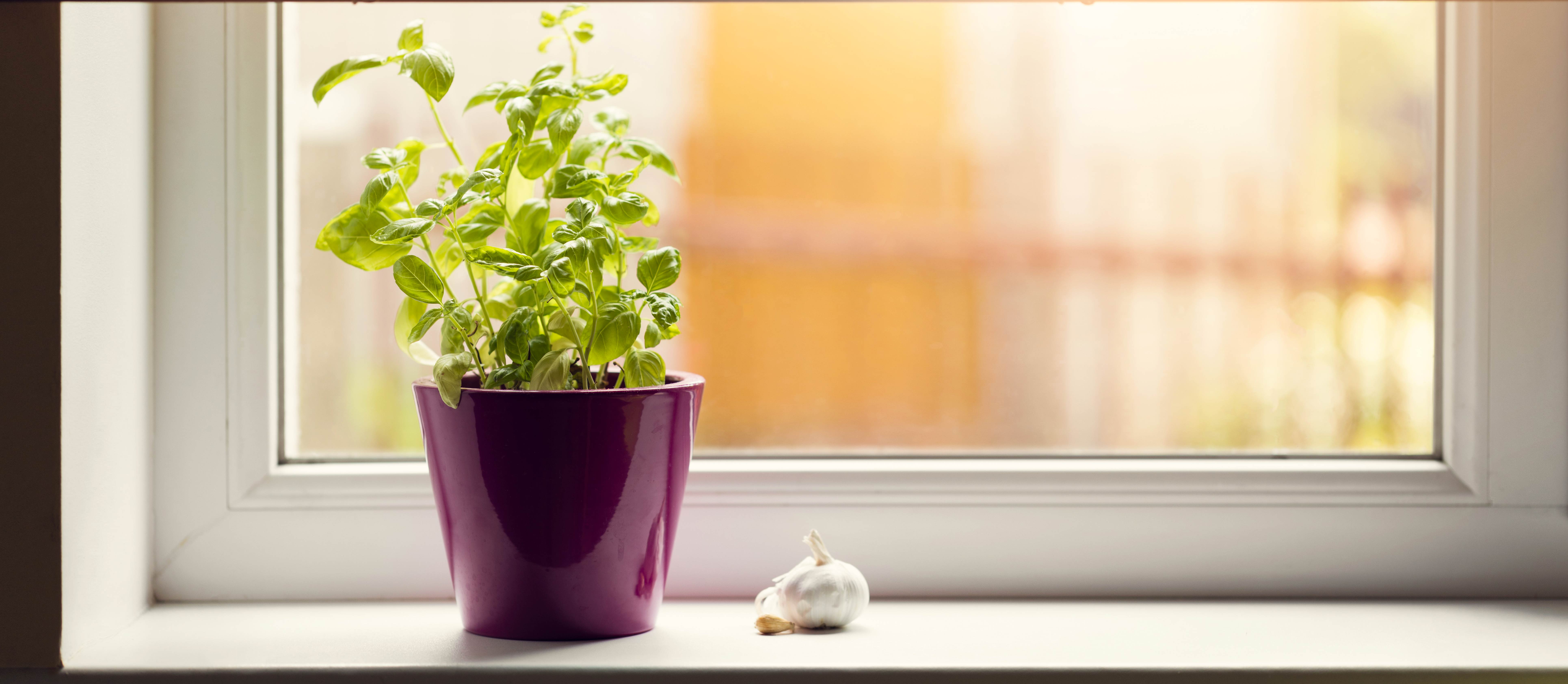 Faire pousser basilic dans pot : conseils et astuces - caboucadin