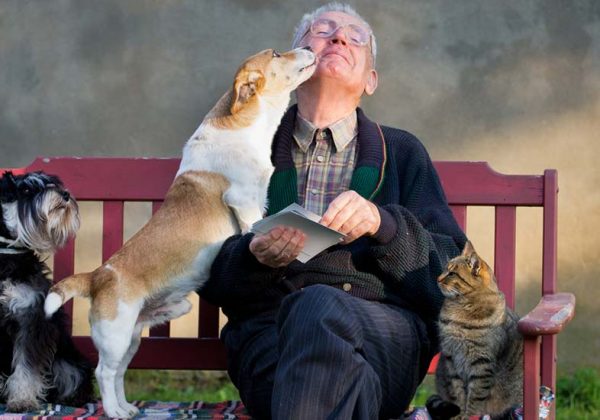 Cambrai Prête Des Chiens Ou Des Chats Abandonnés Aux