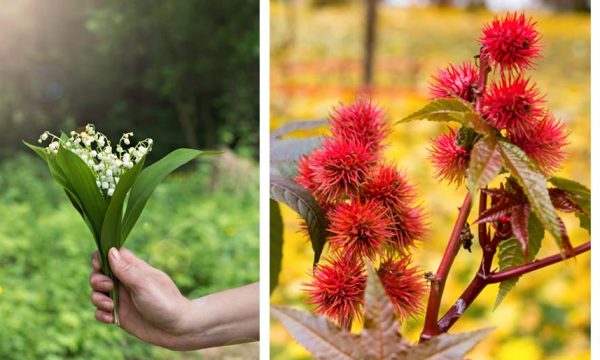 9 plantes de votre jardin qu'il ne faut surtout pas manger !