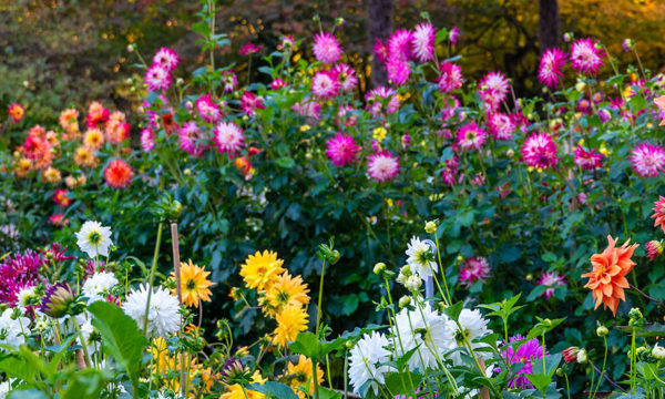 12 plantes pour apporter de la couleur à votre jardin d'automne