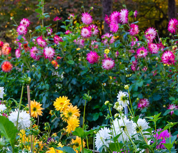 12 plantes pour apporter de la couleur à votre jardin d'automne