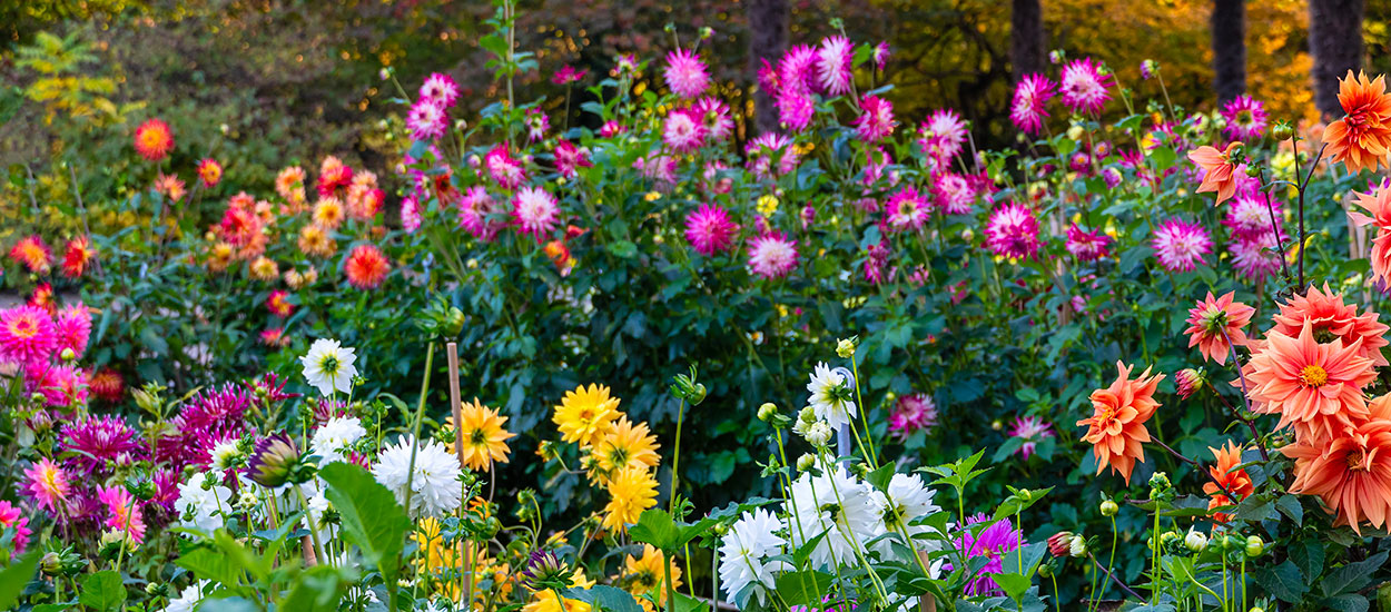 12 plantes pour apporter de la couleur à votre jardin d'automne