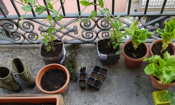 Comment cultiver des plantes médicinales en appartement (quand on a pas de jardin) ?