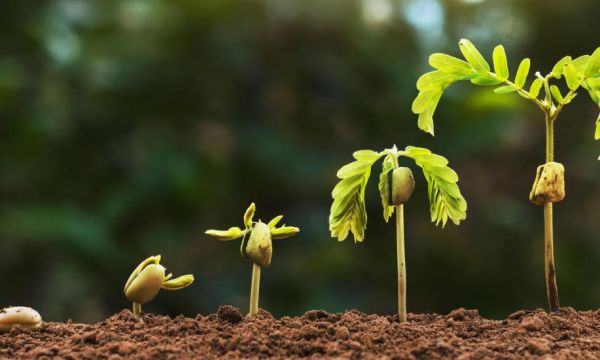 Faites pousser des arbres à partir des pépins, graines et noyaux !