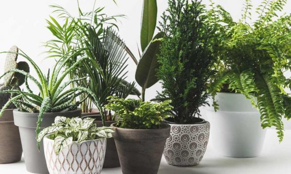 Quelles plantes d'intérieur peuvent être dangereuses pour vos enfants ?