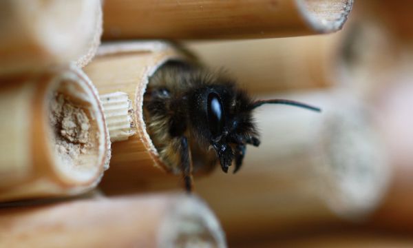 Plus aucun insecte dans 100 ans : 6 idées pour lancer une opération de sauvetage !