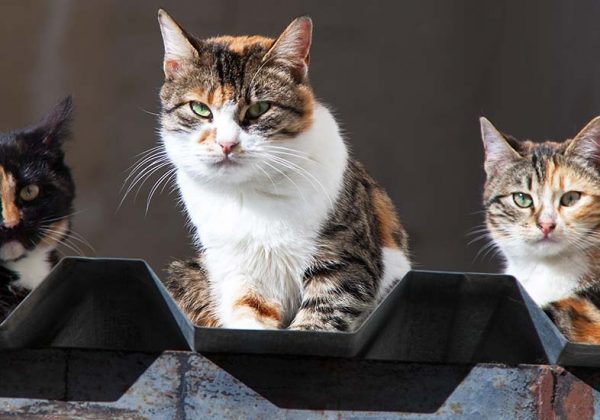 Des Abris Pour Chats Errants Sont Construits à Narbonne