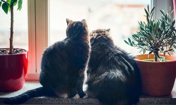 Comment empêcher mon chat de sauter du balcon ou par la fenêtre ?