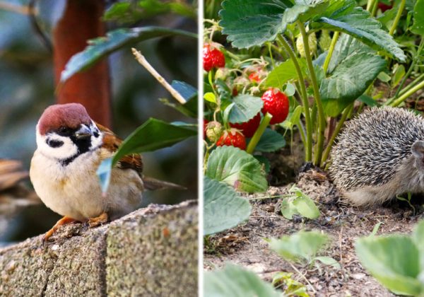 2 Gestes à Adopter Au Jardin Pour Protéger Les Animaux En