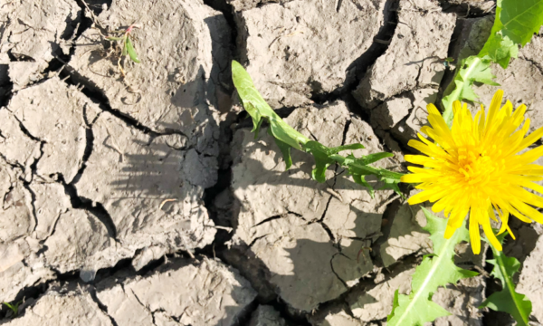 Comment protéger votre jardin en période de canicule ?