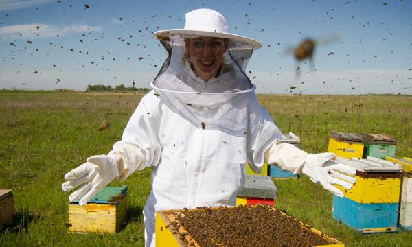 Un essaim d'abeilles chez vous ? Trouvez ici un apiculteur pour le récupérer et en prendre soin