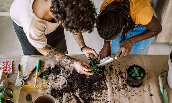 Nos meilleurs conseils pour rempoter votre plante d'intérieur !