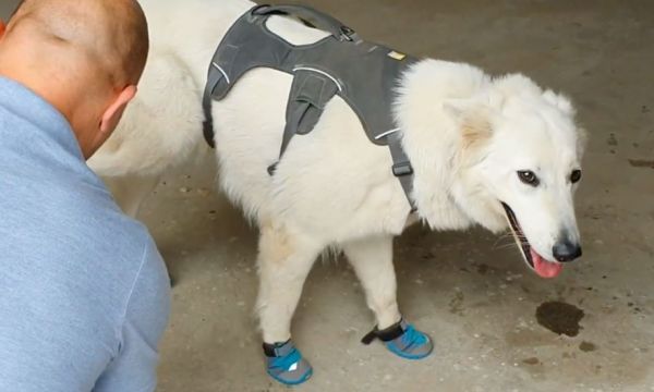 Voici le premier chien en France capable de détecter la mérule, ce champignon qui détruit les maisons