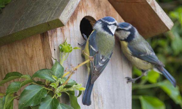 Voici les oiseaux qui mangent les chenilles processionnaires et protègent votre jardin