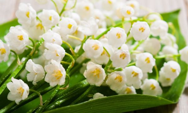 Le Collectif de la Fleur Française organise une collecte pour livrer du muguet aux personnes âgées