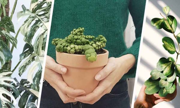 Ces plantes d'intérieur originales que vous ne verrez pas chez les autres