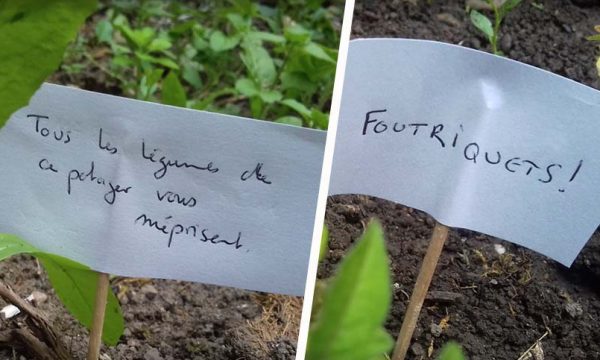 Ce jardinier amateur a testé une nouvelle technique (pleine d'humour) pour éloigner les escargots