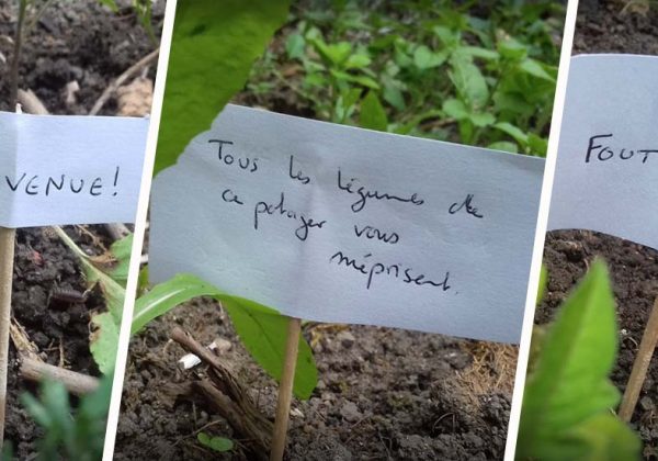 Ce Jardinier Amateur A Teste Une Nouvelle Technique Pleine D Humour Pour Eloigner Les Escargots