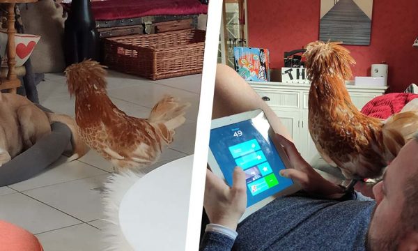 Elle vit avec 40 animaux… dont un coq dans le salon !