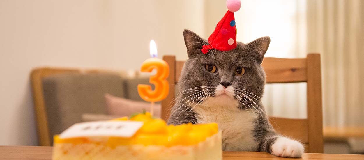 Comment organiser l'anniversaire de son chat ?
