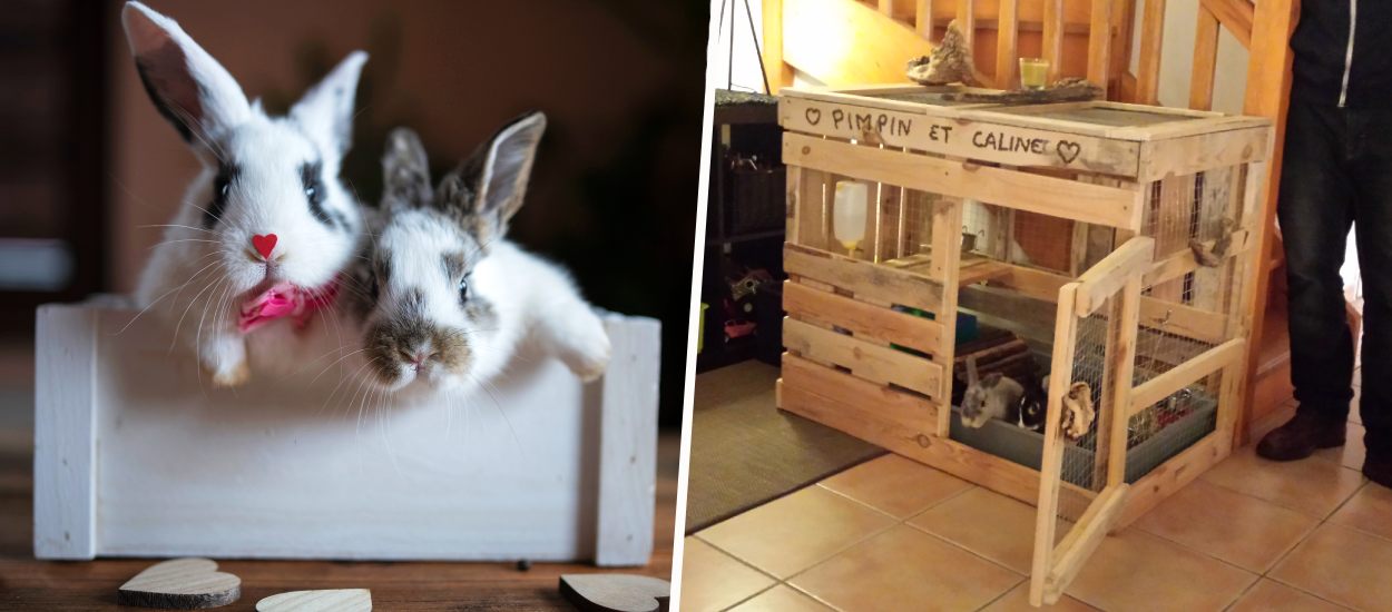 Enclos pour lapin : 9 idées pour bien l'aménager - Blog