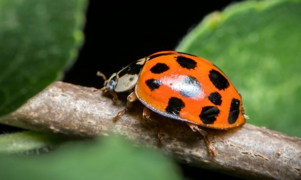 Que faire si votre maison est envahie de coccinelles ?