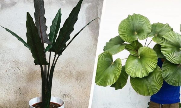 Voici les 6 plantes d'intérieur à adopter pour être tendance cet hiver