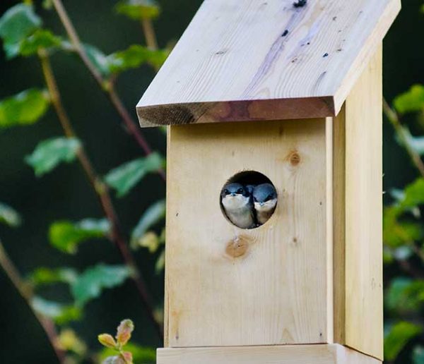 DIY : fabriquer des nichoirs à oiseaux