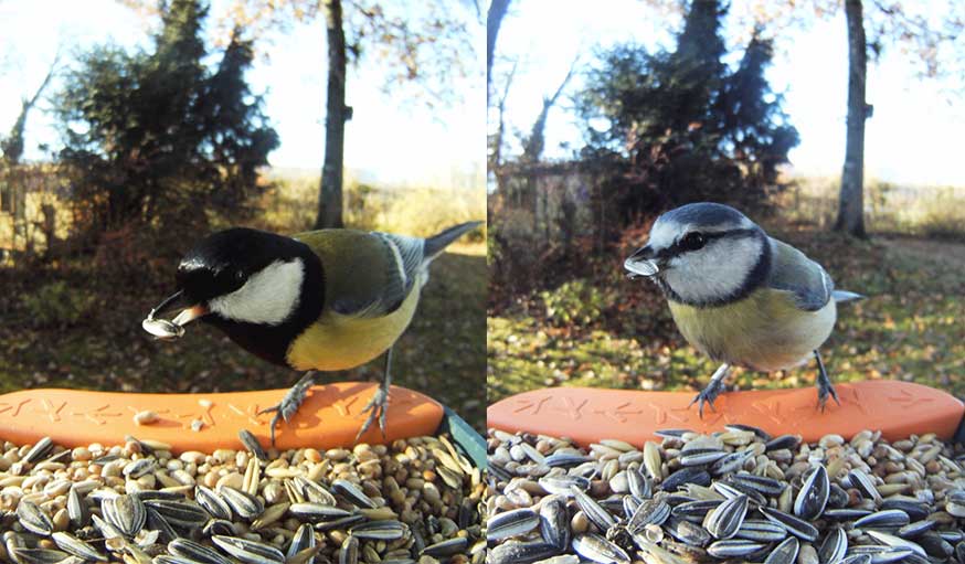 Mangeoire pour oiseaux avec caméra
