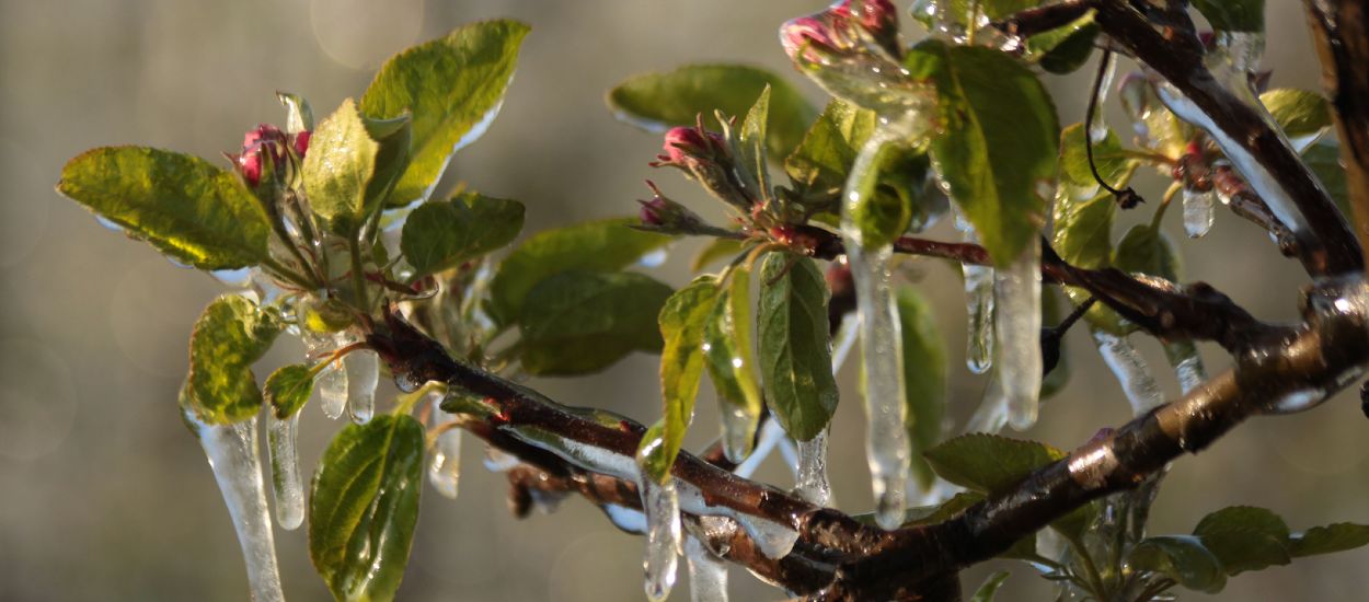 Arbres fruitiers en hiver : comment protéger du gel abricotiers et pêchers ?
