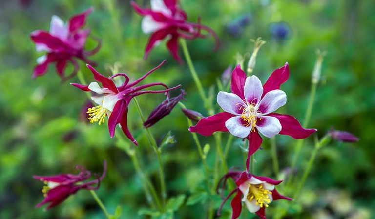 Quelles fleurs planter au mois de mars pour un jardin fleuri au printemps