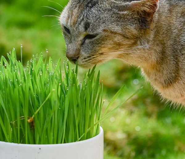 Herbe a Chat