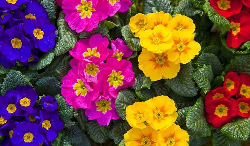 Quelles fleurs vivaces au potager ?